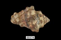 藏品(短拳螺)的圖片